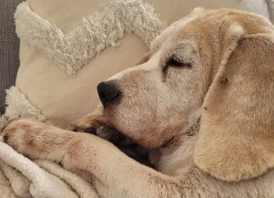 Sleeping 15 year old beagle